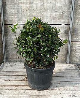 Laurus nobilis Bolvorm 50-60 cm