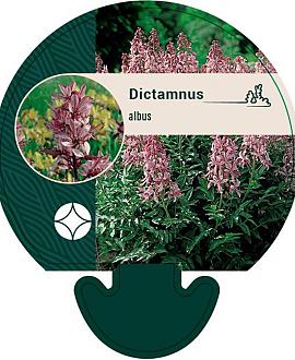 Dictamnus albus Pot 9 cm