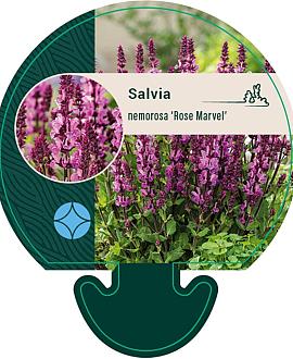 Salvia nem. 'Rose Marvel' Pot 9 cm