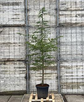 Cedrus deod. 'Aurea' Pot 50 Liter 200 - 250 cm