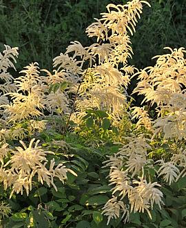 Aruncus 'Chantilly Lace' Pot 9 cm