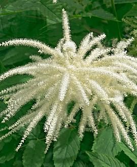 Aruncus 'Fairy Hair' Pot 9 cm