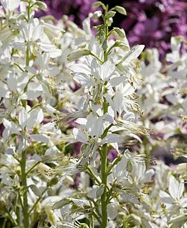 Dictamnus albus 'Albiflorus' Pot 9 cm