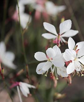 Gaura l. 'Ellura White' Pot 9 cm