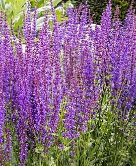 Salvia 'Amistad' Pot 9 cm