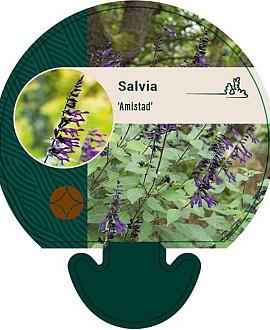 Salvia 'Amistad' Pot 9 cm