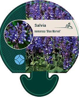 Salvia nem. 'Blue Marvel' Pot 9 cm