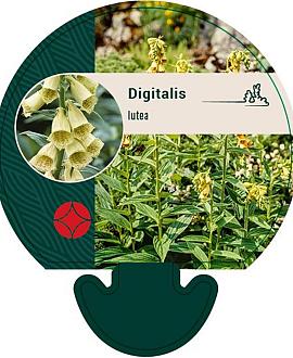 Digitalis lutea Pot 9 cm