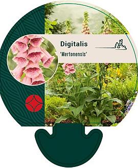 Digitalis 'Mertonensis' Pot 9 cm
