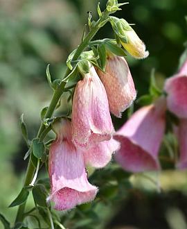 Digitalis 'Mertonensis' Pot 9 cm