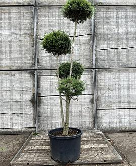 Ligustrum delavayanum Pot 50 Liter 150 - 175 cm Pon-Ponvorm