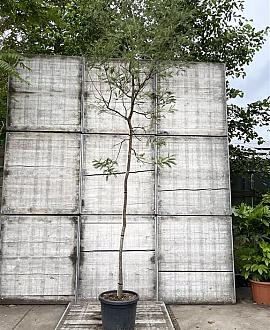 Acacia dealbata Hoogstam (Stamomtrek 8-10 cm)
