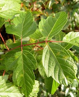 Acer negundo Hoogstam (Stamomtrek 10-12 cm)