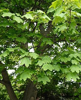 Acer platanoides Hoogstam (Stamomtrek 16-18 cm)
