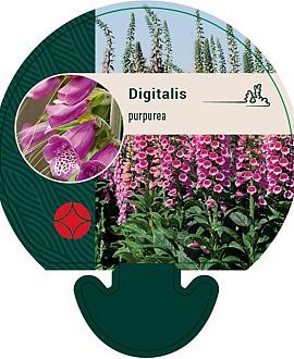 Digitalis purpurea Pot 9 cm