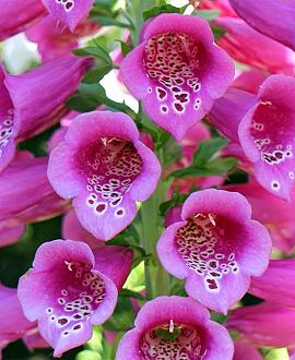 Digitalis purpurea Pot 9 cm