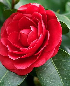 Camellia japonica Hoogstam (Stamomtrek 12-14 cm)
