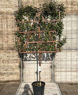 Elaeagnus ebb. 'Compacta' Stam 120 cm Leivorm 120x120 (BxH)