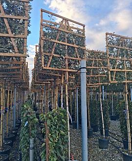 Elaeagnus ebb. 'Compacta' Stam 180 cm Leivorm 120x120 (BxH)