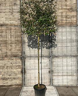 Elaeagnus ebb. 'Compacta' Stam 200 cm Leivorm 120x120 (BxH)