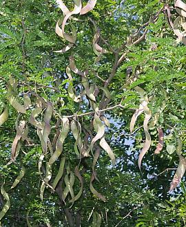 Gleditsia triacanthos Hoogstam (Stamomtrek 16-18 cm)