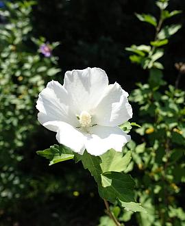 Hibiscus syr. 'Totus Albus' Pot 12 liter Halfstam