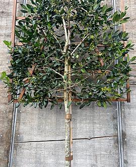 Ilex 'Nellie R. Stevens' Stam 180 cm Leivorm 120x120 (BxH)