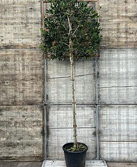 Ilex 'Nellie R. Stevens' Stam 200 cm Leivorm 120x120 (BxH)