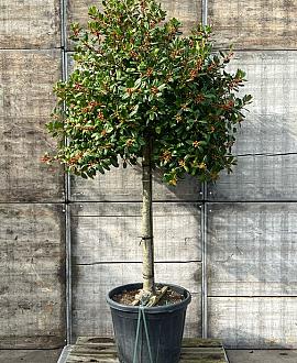 Ilex 'Nellie R. Stevens' Pot 110 liter Halfstam (Stamomtrek 18-20 cm)