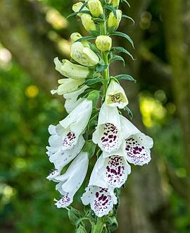 Digitalis purp. 'Alba' Pot 9 cm