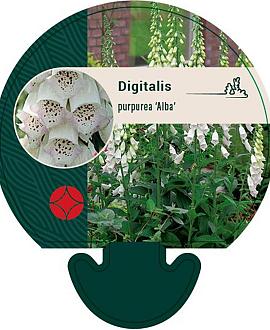 Digitalis purp. 'Alba' Pot 9 cm