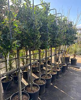 Ligustrum j. 'Texanum' Stam 120 cm Leivorm 120x100 (BxH)  ijzer frame