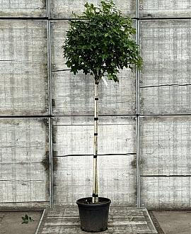 Liquidambar s. 'Gum Ball' Stam 140 cm (Stamomtrek 8-10 cm)