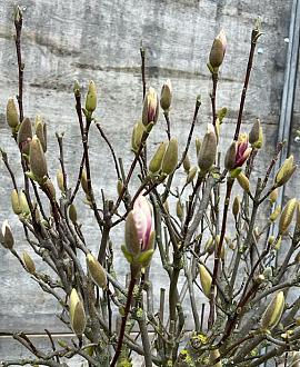 Magnolia soulangeana Pot 35 Liter Halfstam