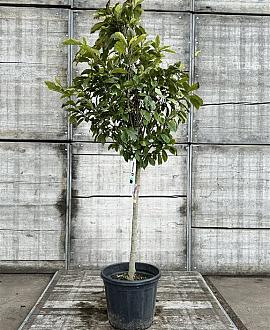 Magnolia 'Susan' Pot 35 Liter Halfstam