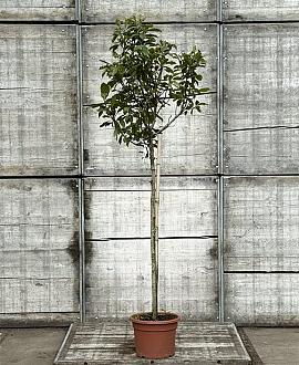 Magnolia 'Susan' Pot 25 Liter Stam 120 cm