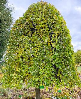 Morus alba 'Pendula' Hoogstam (Stamomtrek 16-18 cm)