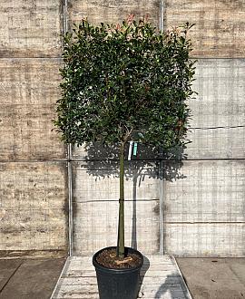 Photinia fraseri 'Carré Rouge' Stam 120 cm Leivorm 120x100 (BxH)  ijzer frame