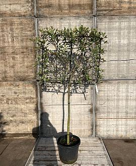 Photinia fraseri Pink Marble Stam 100 cm Leivorm 120x100 (BxH)  ijzer frame