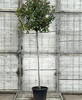 Photinia Magical Volcano Hoogstam (Stamomtrek 8-10 cm)