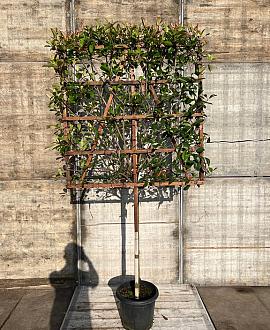 Photinia fraseri 'Red Robin' Stam 100 cm Leivorm 120x120 (BxH)