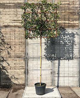 Photinia fraseri 'Red Robin' Stam 180 cm Leivorm 120x120 (BxH)