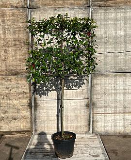 Photinia fraseri 'Red Robin' Stam 100 cm Leivorm 100x80 (BxH)  ijzer frame