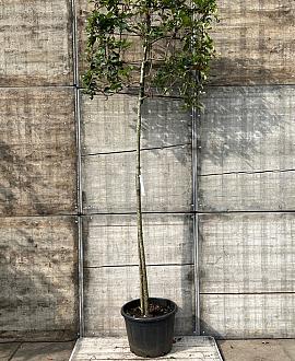 Photinia fraseri 'Red Robin' Stam 200 cm Leivorm 100x80 (BxH)  ijzer frame