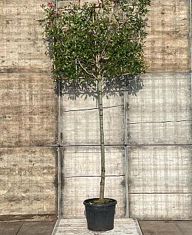 Photinia fraseri 'Red Robin' Stam 200 cm (Stamomtrek 16-18 cm) Leivorm 150x130 (BxH) 