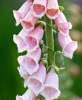 Digitalis purp. 'Apricot Beauty' Pot 9 cm