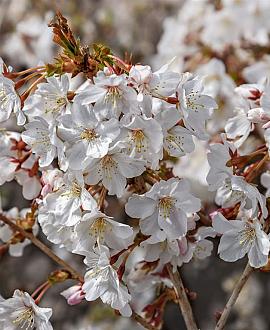 Prunus incisa 'Kojou-no-mai' Pot 10 liter Stam 120 cm