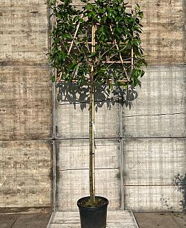 Prunus l. 'Novita' Stam 180 cm Leivorm 120x120 (BxH)