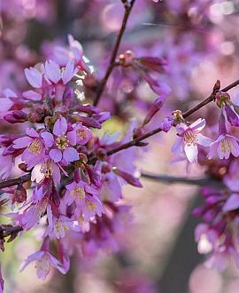 Prunus 'Okame' Hoogstam (Stamomtrek 14-16 cm)