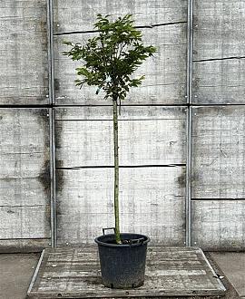 Prunus subh. 'Autumnalis Rosea' Pot 18 liter Halfstam